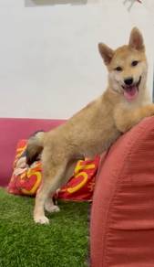 Shiba inu male mka microchip