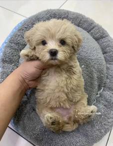 Lickable Maltipoo Maltise Poodle  Dog