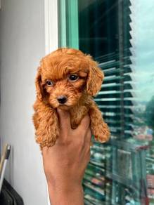 Red Poodle 
