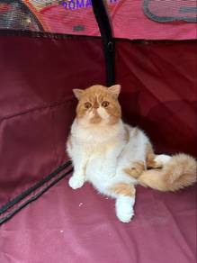 Exotic Shorthair boy
