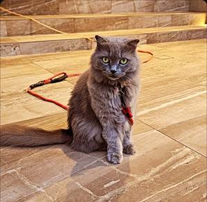 Sofia - British Short Hair + Scottish Fold