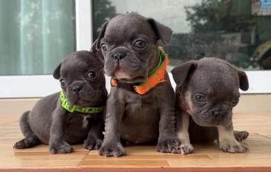 FRENCH BULLDOG PUPPIES VIP251🌻Cute & Healthy