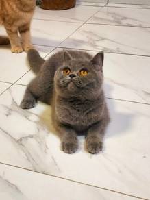 bsh