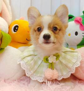 Welsh Corgi