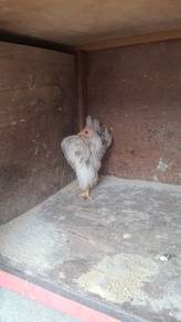 Ayam serama