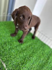 chocolate Labrador8