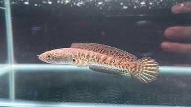 Ikan Channa fish Auranti Cobra 4 inci (ACS-16)