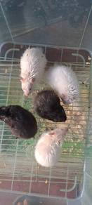 Hamster Syrian