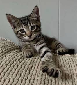 Marble Bengal Kitten