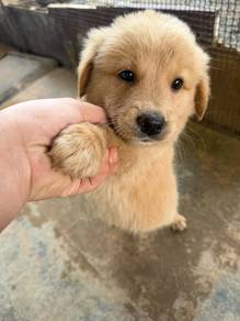 Golden Retriever mix rottweiler + Local
