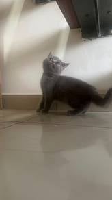 Kucing baka British Shorthair tulen: seekor betina