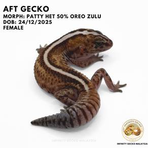 African Fat Tailed AFT Gecko JB Patternless Patty