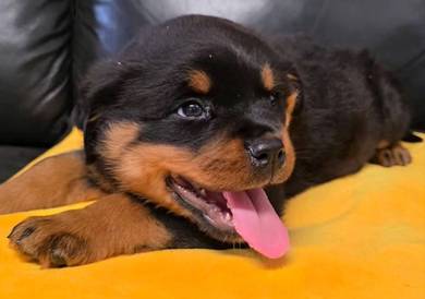 Rottweiler 