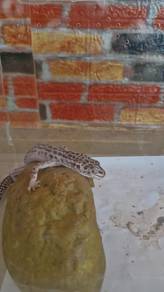 Leopard Gecko Mack Snow