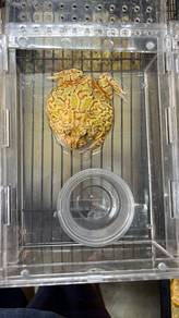 katak adult pacman frog dumpy boleh pos