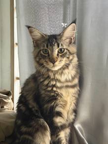 purebreed maincoon