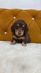 Chocolate & Tan Miniature Long-Haired Dachshund