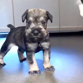 Miniature schnauzer Mka certificate microchip