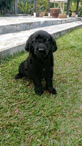 Quality Champion BigBone n Head labrador Retriever