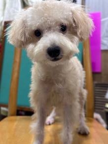 poodle male