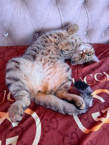 Bsh Tabby