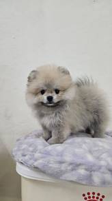 Tiny Pomeranian