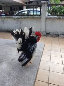 Ayam serama