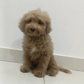 Toy poodle