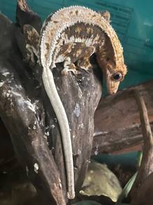 lily crested gecko + terrarium for sale