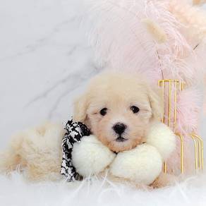 Poodle