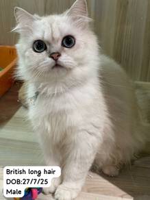 British Long Hair Untuk Dijual !!