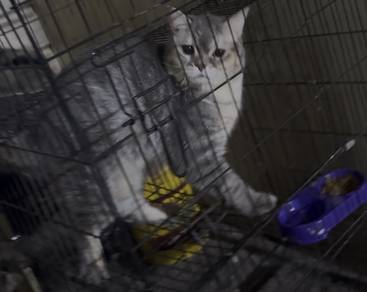 bsh mix persian