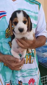 Beagle