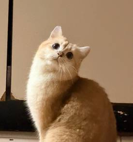 BSH Golden Male