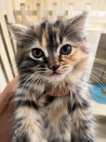 Scottish Fold