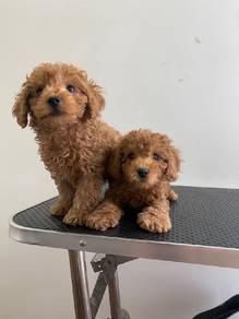 Cavapoo&