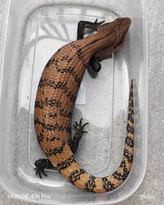 Blue Tongue Skink 
