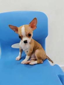 Chihuahua Puppy Apple Head🍎 Male