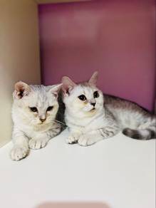 bsh silver shaded