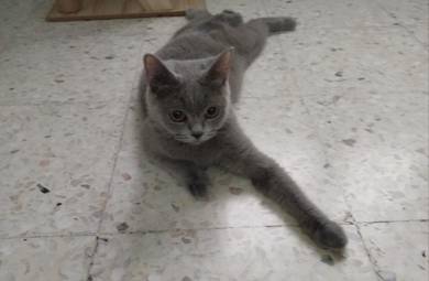 british short hair female