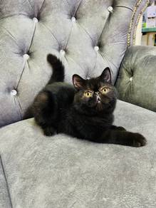 Anak kucing exotic shorthair pure breed