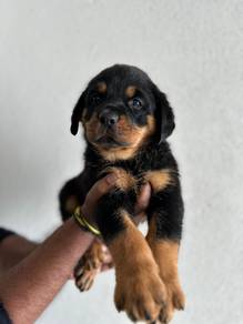 Rottweiler available6