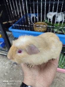 guinea pig jantan