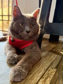 Mainecoon Mix Bsh