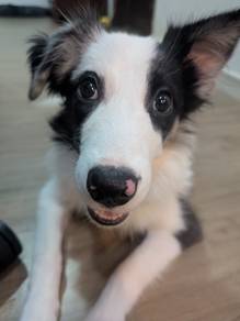 Beautiful 7-Month-Old Male Merle Border Collie