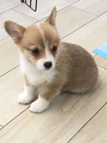 Barky Corgi Short Leg puppy Dog