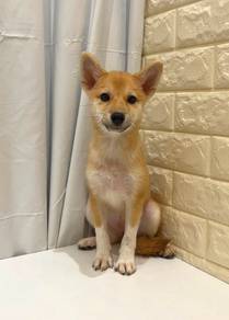 J0368 Shiba Inu Little Fox Puppy