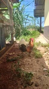 ayam pikat 