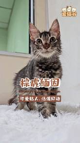 Mainecoon rehome