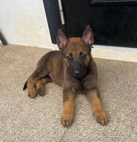 Belgian Shepherds